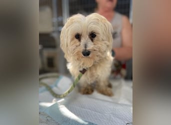 Daisy, kleines Malteser Mädchen geb. 2020