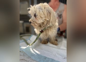 Daisy, kleines Malteser Mädchen geb. 2020