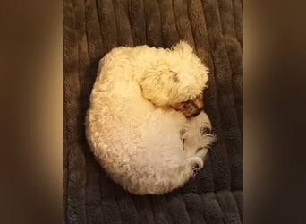 Einjähriger Malteser Rüde sucht neues Heim