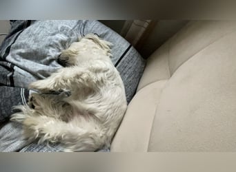 Susi  Einzelprinzessin aus 86316