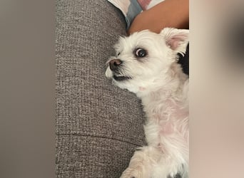 Susi  Einzelprinzessin aus 86316