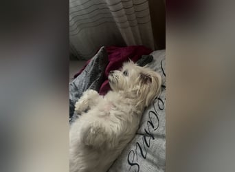 Susi  Einzelprinzessin aus 86316