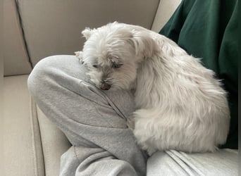 Susi  Einzelprinzessin aus 86316