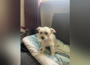 Susi  Einzelprinzessin aus 86316