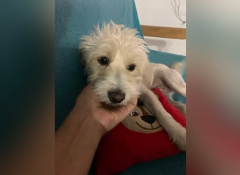 Nelly such neues Zuhause in 93170 Bernhardswald