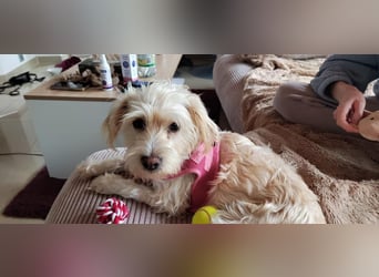 Nelly such neues Zuhause in 93170 Bernhardswald