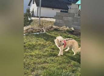 Nelly such neues Zuhause in 93170 Bernhardswald