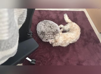 Nelly such neues Zuhause in 93170 Bernhardswald