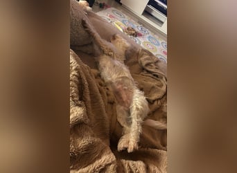 Nelly such neues Zuhause in 93170 Bernhardswald