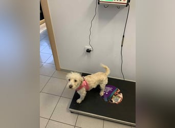 Nelly such neues Zuhause in 93170 Bernhardswald