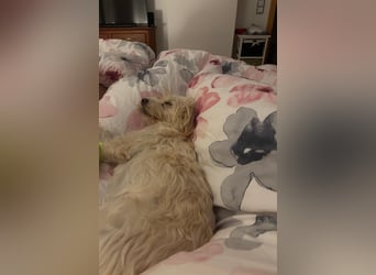 Nelly such neues Zuhause in 93170 Bernhardswald