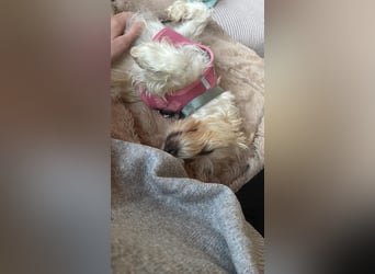 Nelly such neues Zuhause in 93170 Bernhardswald