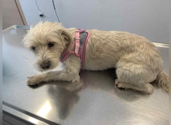 Nelly such neues Zuhause in 93170 Bernhardswald