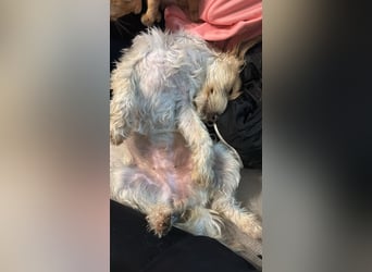 Nelly such neues Zuhause in 93170 Bernhardswald