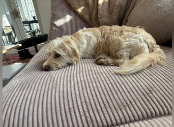 Nelly such neues Zuhause in 93170 Bernhardswald