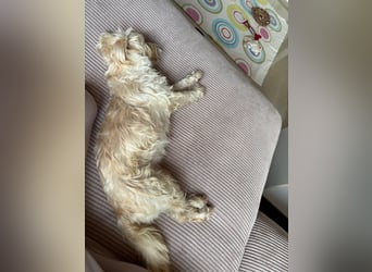 Nelly such neues Zuhause in 93170 Bernhardswald