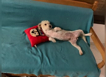 Nelly such neues Zuhause in 93170 Bernhardswald