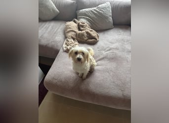 Nelly such neues Zuhause in 93170 Bernhardswald