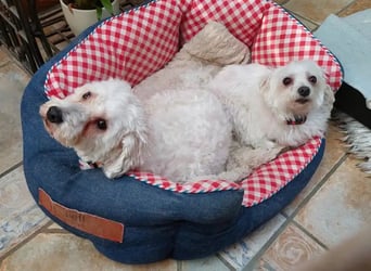 Suzy & Béni – eingespieltes Duo sucht das gemeinsame Glück