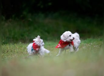Suzy & Béni – eingespieltes Duo sucht das gemeinsame Glück