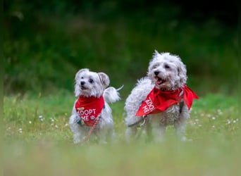Suzy & Béni – eingespieltes Duo sucht das gemeinsame Glück