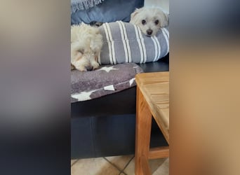 Suzy & Béni – eingespieltes Duo sucht das gemeinsame Glück