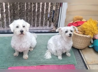 Suzy & Béni – eingespieltes Duo sucht das gemeinsame Glück
