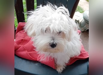 Billy, Malteser, Rüde, geb. 24.11.2023, ca. 26 cm