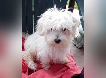 Billy, Malteser, Rüde, geb. 24.11.2023, ca. 26 cm