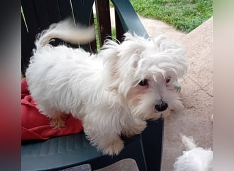 Billy, Malteser, Rüde, geb. 24.11.2023, ca. 26 cm