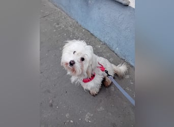 Bichon-Malteser Mix PUFFI sucht seine Familie!