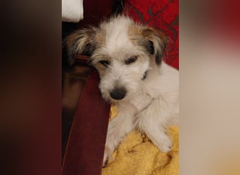 "Püppchen" DAISY auf der Suche nach einem für-immer-Zuhause!