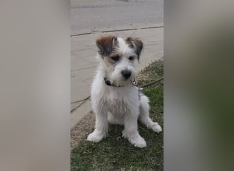 "Püppchen" DAISY auf der Suche nach einem für-immer-Zuhause!