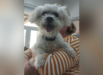 Malteser-Bichon Mix BINGO sucht sein Glück!