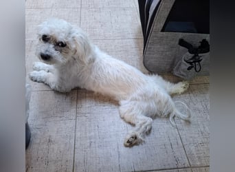 Malteser-Bichon Mix BINGO sucht sein Glück!