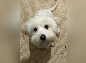 Bichon-Malteser Mix PUFFI sucht seine Familie!