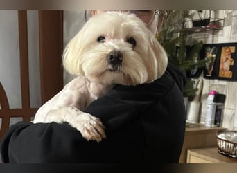 Bichon-Malteser Mix PUFFI sucht seine Familie!