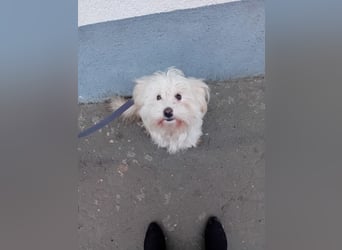 Bichon-Malteser Mix PUFFI sucht seine Familie!