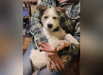 "Püppchen" DAISY auf der Suche nach einem für-immer-Zuhause!