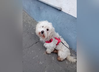 Bichon-Malteser Mix PUFFI sucht seine Familie!