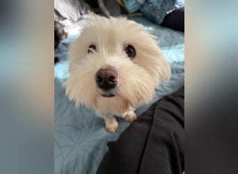 Bichon-Malteser Mix PUFFI sucht seine Familie!