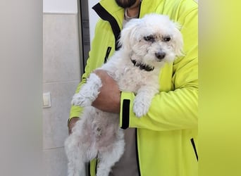 Malteser-Bichon Mix BINGO sucht sein Glück!