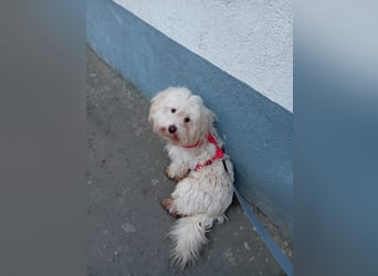 Bichon-Malteser Mix PUFFI sucht seine Familie!