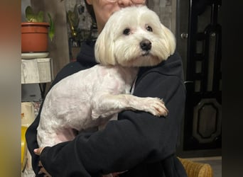 Bichon-Malteser Mix PUFFI sucht seine Familie!