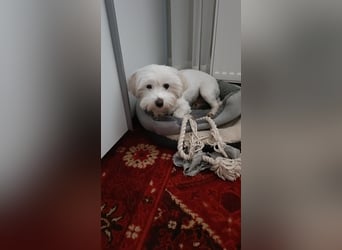 Bichon-Malteser Mix PUFFI sucht seine Familie!