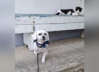 Malteser-Bichon Mix BINGO sucht sein Glück!