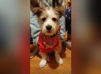 "Püppchen" DAISY auf der Suche nach einem für-immer-Zuhause!