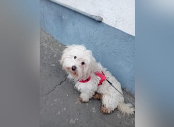 Bichon-Malteser Mix PUFFI sucht seine Familie!