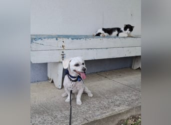 Malteser-Bichon Mix BINGO sucht sein Glück!