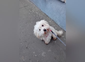 Bichon-Malteser Mix PUFFI sucht seine Familie!